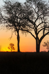 Fototapeta na wymiar Silhouetted trees at sunset in South African bush