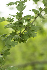 Green hawthorn fruit on the tree.