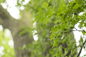 Green hawthorn fruit on the tree.