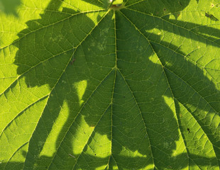 La feuille d'ombre