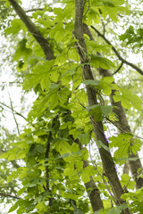 A hanging plant on a young tree trunk.