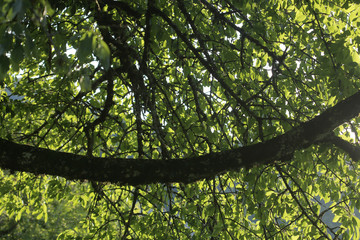 Branche suspendue