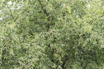 Ripe fruits of a cherry on a tree.