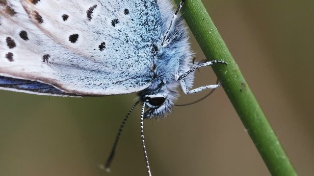 Hauhechel-Bl&auml;uling putzt sich mit seinem R&uuml;ssel - Makroaufnahme