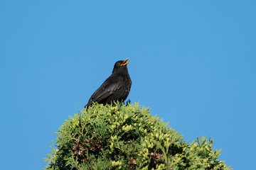 European blackbird singing from the top of a thuja under a clear blue sky