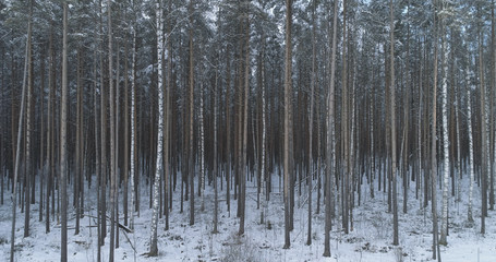 Obraz premium Aerial low altitude flight in winter pine forest