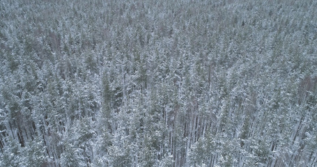 Aerial flight over frozen winter pine forest