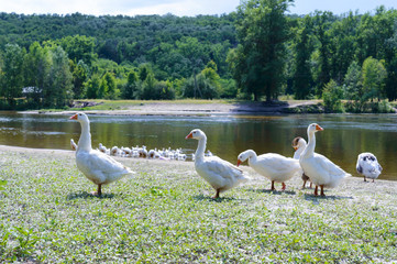 Beautiful white geese on a nature background. A flock of birds on the river bank. Domestic waterfowl. Flock of birds returning home.