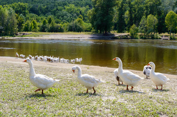 Beautiful white geese on a nature background. A flock of birds on the river bank. Domestic waterfowl. Flock of birds returning home.