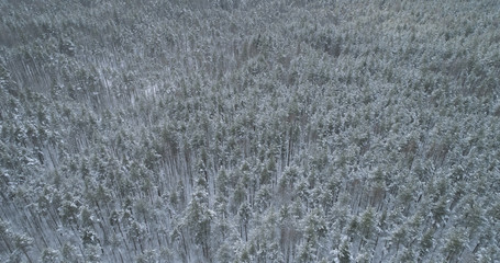 Aerial flight over frozen winter pine forest