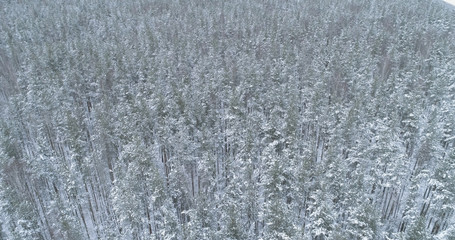 Aerial flight over frozen winter pine forest