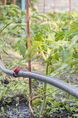 Drip irrigation on the bed. Seedlings of tomato prepared for planting on beds with drip irrigation. Vertical photo