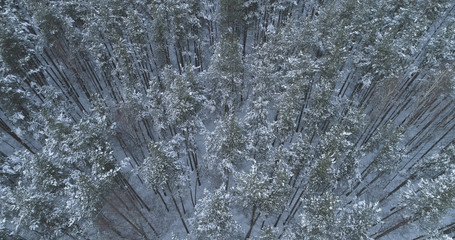 Aerial flight over frozen winter pine forest
