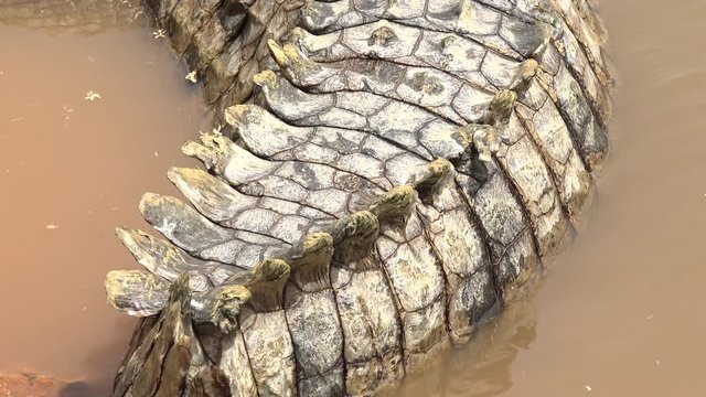 Nile crocodile tail close up - Africa