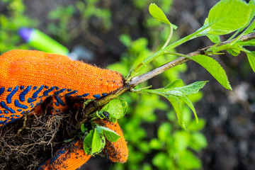 Hydrangea planting. Shallow depth of field.