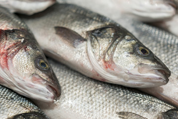 fresh chilled sea fish on ice. Fresh fish from the sea to the market displayed on a thick bed of fresh ice that is not melting to retain its natural flavor and its natural appearance