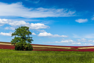 Lonely tree in red clover field. Blue sky. Summer day.