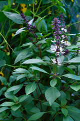 Purple basil grows in the garden. Popular spicy herbs.