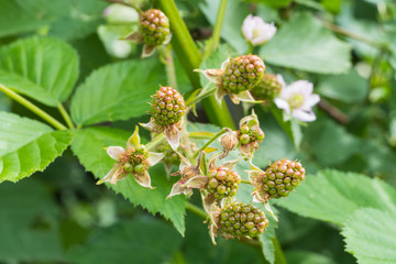 Unreife Brombeeren Close up