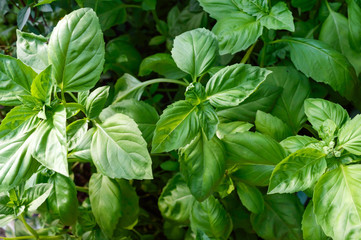 Green basil grows in the garden. Popular spicy herbs.