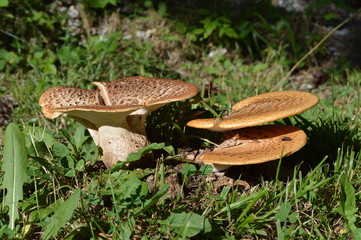 In the Forest - Western Rodopi Mountains, Bulgaria