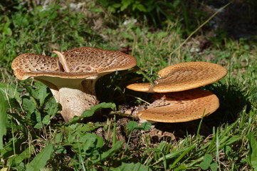 In the Forest - Western Rodopi Mountains, Bulgaria