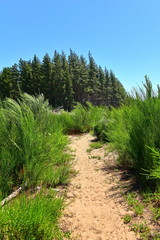 Fototapeta na wymiar Walking trail leading to pine trees in Bottle Lake Forest Park in Christchurch, New Zealand
