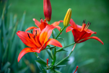 red and yellow lily seen at sundown