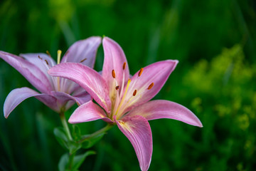 Fototapeta premium close up of a vibrant pink lily at dusk