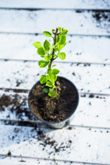 Hydrangea in the pot. Shallow depth of field.