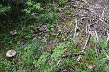In the Forest - Western Rodopi Mountains, Bulgaria