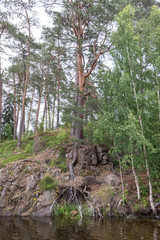Fototapeta premium The roots of the trees make their way through the rocks and stones. Valaam is a cozy and quiet piece of land, the rocky shores of which rise above the lush waters of lake Ladoga