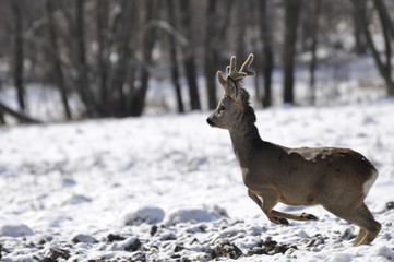 Biegnący koziołek © Konrad