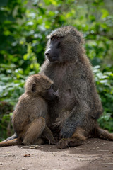 Naklejka na ściany i meble Olive baboon mother nursing baby on wall