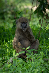 Olive baboon sits with hand on chin