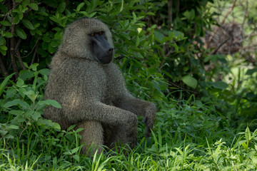 Olive baboon sits with hands on knees