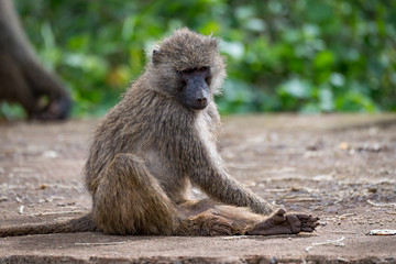 Olive baboon sitting on wall looking down