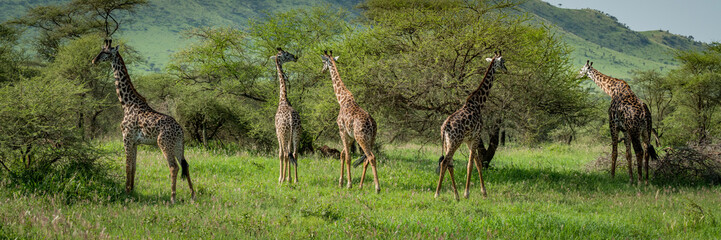 Panorama of five Masai giraffe browsing bushes - obrazy, fototapety, plakaty