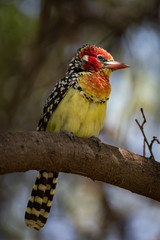 Red-and-yellow barbet perched on branch in sunshine