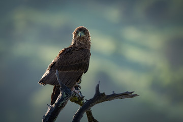 Tawny eagle facing camera on twisted branch