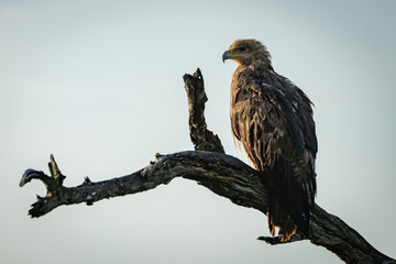 Tawny eagle in profile on dead branch