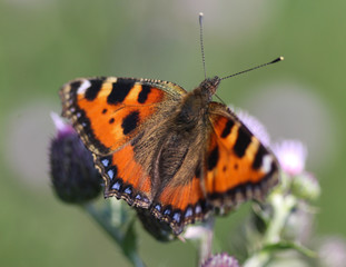 closeup of small tortoiseshell butterfly (Aglais urticae) sitting and feeding nectar from creeping thistle flower