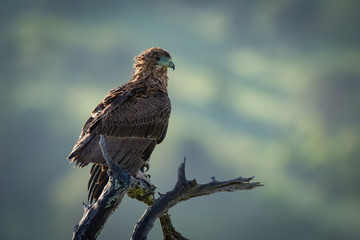 Tawny eagle facing right on twisted branch