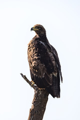 Tawny eagle perches on dead tree stump