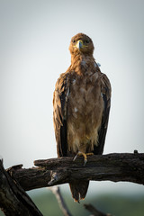 Tawny eagle on dead branch facing camera