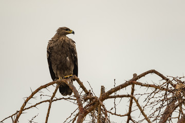 Tawny eagle perched on whistling acacia branch