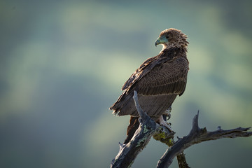 Tawny eagle perched on twisted dead branch