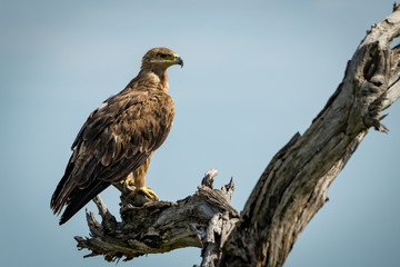 Tawny eagle standing on dead tree stump