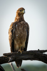 Tawny eagle stretching neck on twisted tree