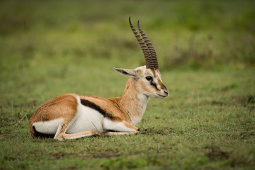 Naklejka na ściany i meble Thomson gazelle lying down on grassy plain